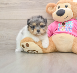 9 week old Maltipom Puppy For Sale - Fairfield Furbabies