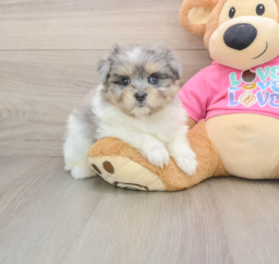9 week old Maltipom Puppy For Sale - Fairfield Furbabies