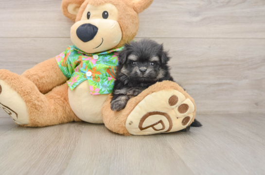 RUDY, a Maltipom littermate