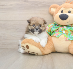 6 week old Maltipom Puppy For Sale - Fairfield Furbabies