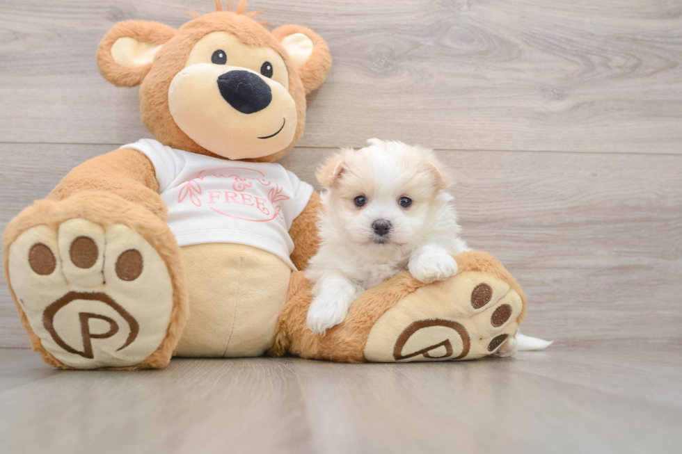 Smart Maltipom Designer Pup