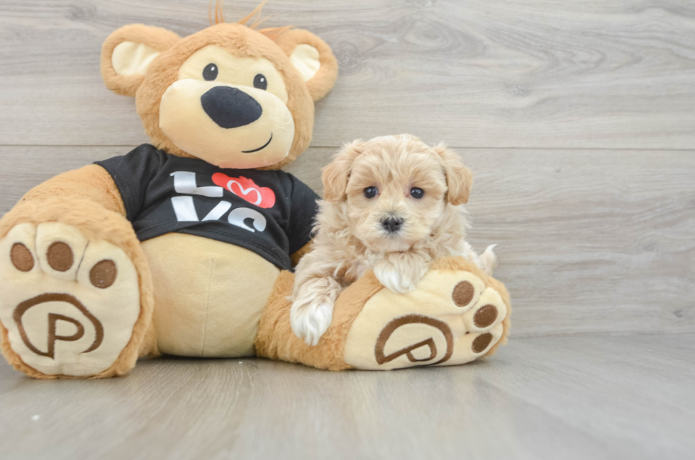6 week old Maltipoo Puppy For Sale - Fairfield Furbabies