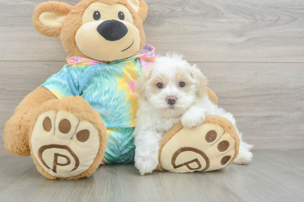 5 week old Maltipoo Puppy For Sale - Fairfield Furbabies