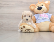 8 week old Maltipoo Puppy For Sale - Fairfield Furbabies