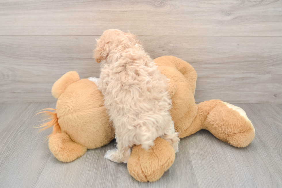 Maltipoo Pup Being Cute