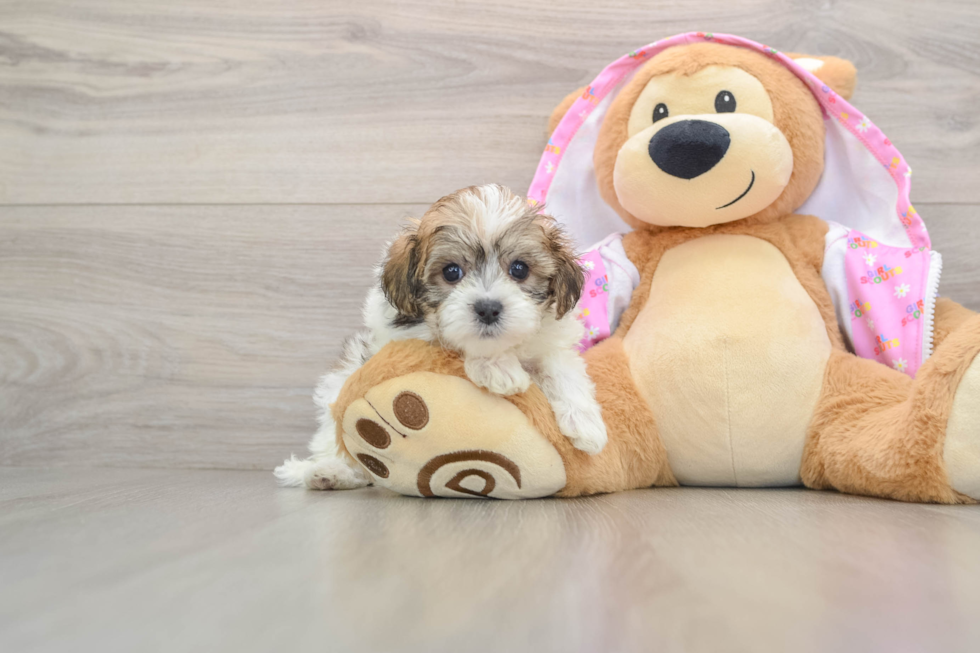 Small Maltipoo Baby