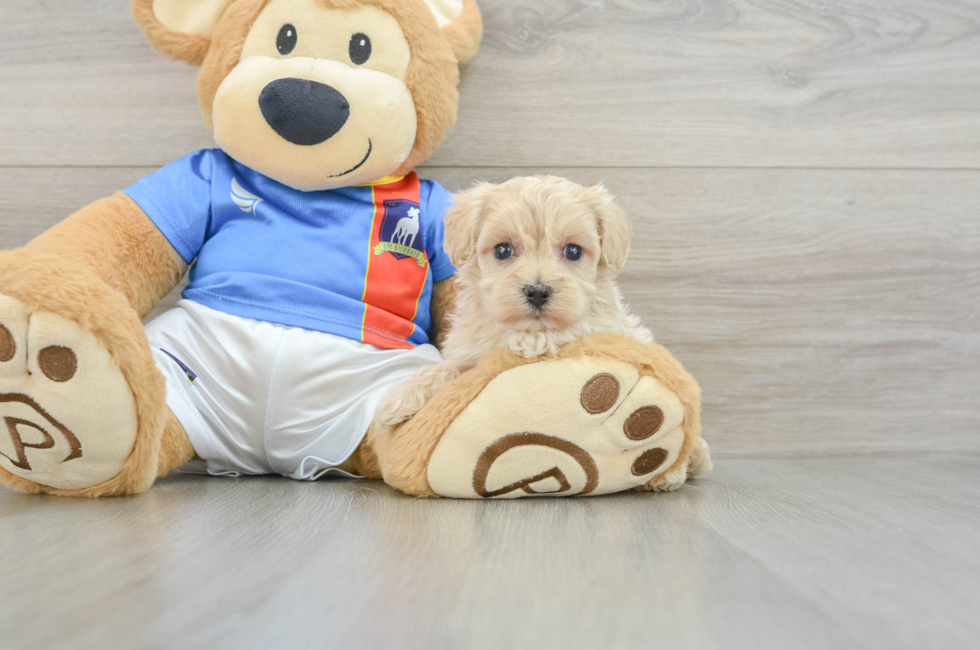 5 week old Maltipoo Puppy For Sale - Fairfield Furbabies