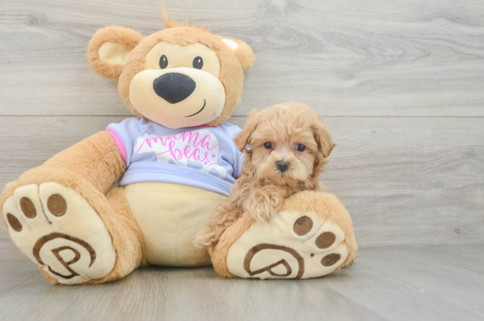6 week old Maltipoo Puppy For Sale - Fairfield Furbabies