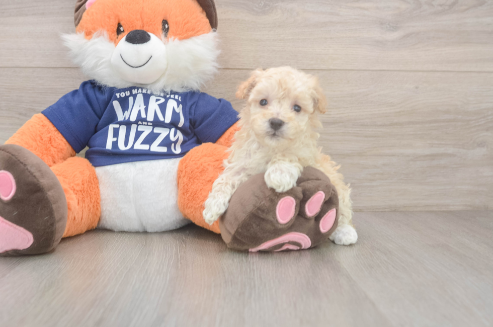 7 week old Maltipoo Puppy For Sale - Fairfield Furbabies