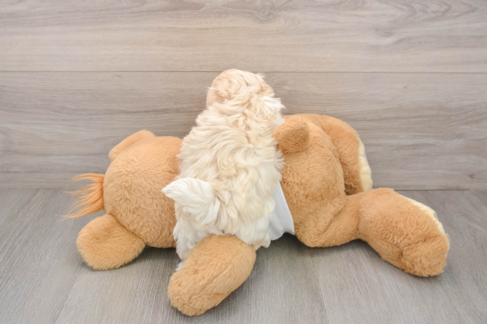 Adorable Multipoo Poodle Mix Puppy