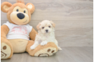 Best Maltipoo Baby