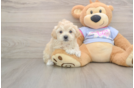 Fluffy Maltipoo Poodle Mix Pup