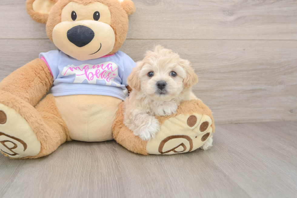 Cute Maltipoo Baby