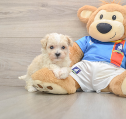 8 week old Maltipoo Puppy For Sale - Fairfield Furbabies
