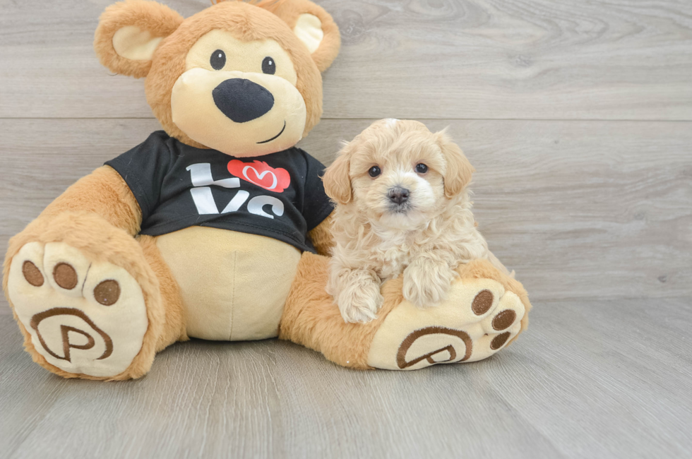6 week old Maltipoo Puppy For Sale - Fairfield Furbabies