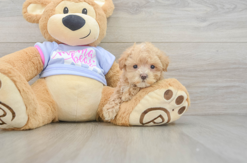 6 week old Maltipoo Puppy For Sale - Fairfield Furbabies