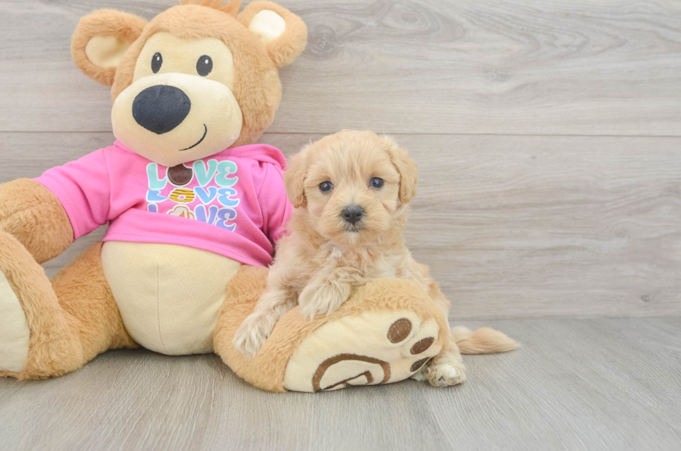 7 week old Maltipoo Puppy For Sale - Fairfield Furbabies