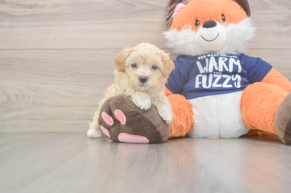 7 week old Maltipoo Puppy For Sale - Fairfield Furbabies