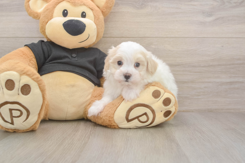 8 week old Maltipoo Puppy For Sale - Fairfield Furbabies