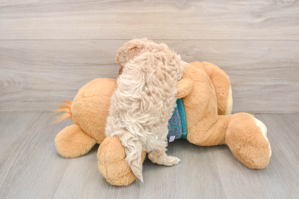 Cute Maltipoo Baby