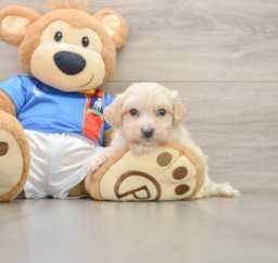 8 week old Maltipoo Puppy For Sale - Fairfield Furbabies
