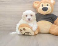 8 week old Maltipoo Puppy For Sale - Fairfield Furbabies