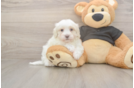 Energetic Maltidoodle Poodle Mix Puppy