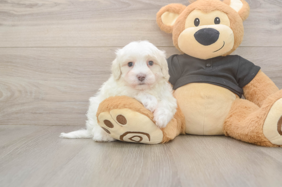 8 week old Maltipoo Puppy For Sale - Fairfield Furbabies
