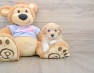 10 week old Maltipoo Puppy For Sale - Fairfield Furbabies