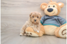 Maltipoo Pup Being Cute