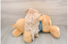Petite Maltipoo Poodle Mix Pup