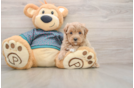 Fluffy Maltipoo Poodle Mix Pup