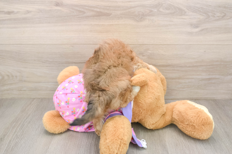 Popular Maltipoo Poodle Mix Pup