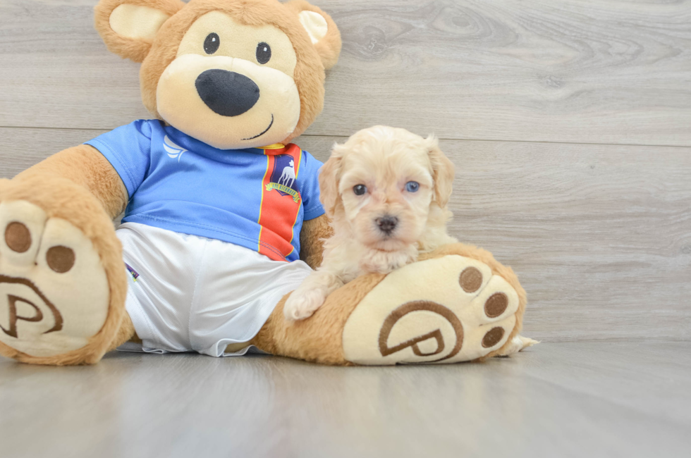 5 week old Maltipoo Puppy For Sale - Fairfield Furbabies