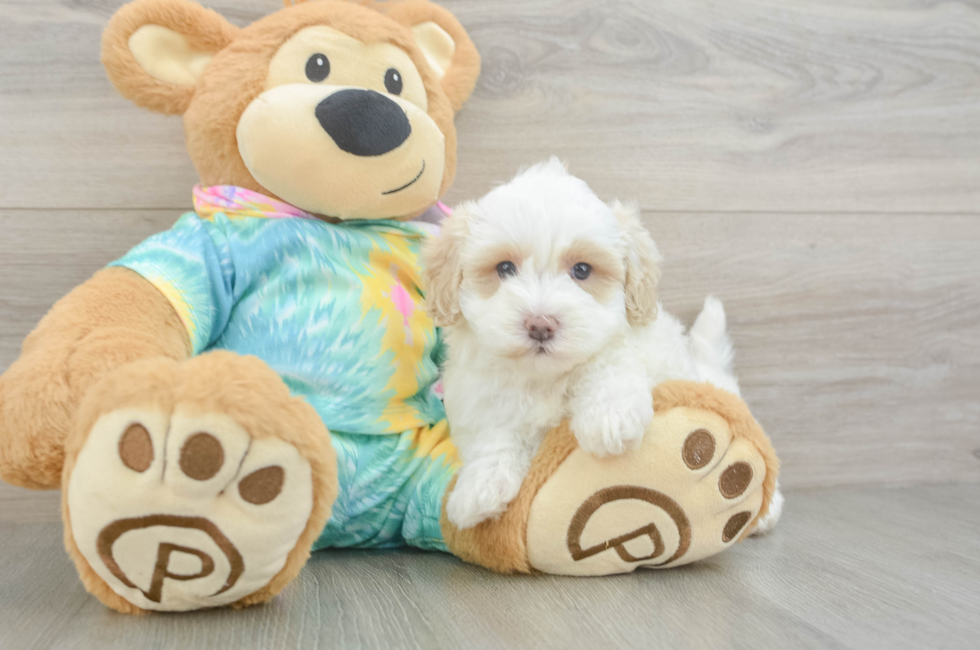 5 week old Maltipoo Puppy For Sale - Fairfield Furbabies