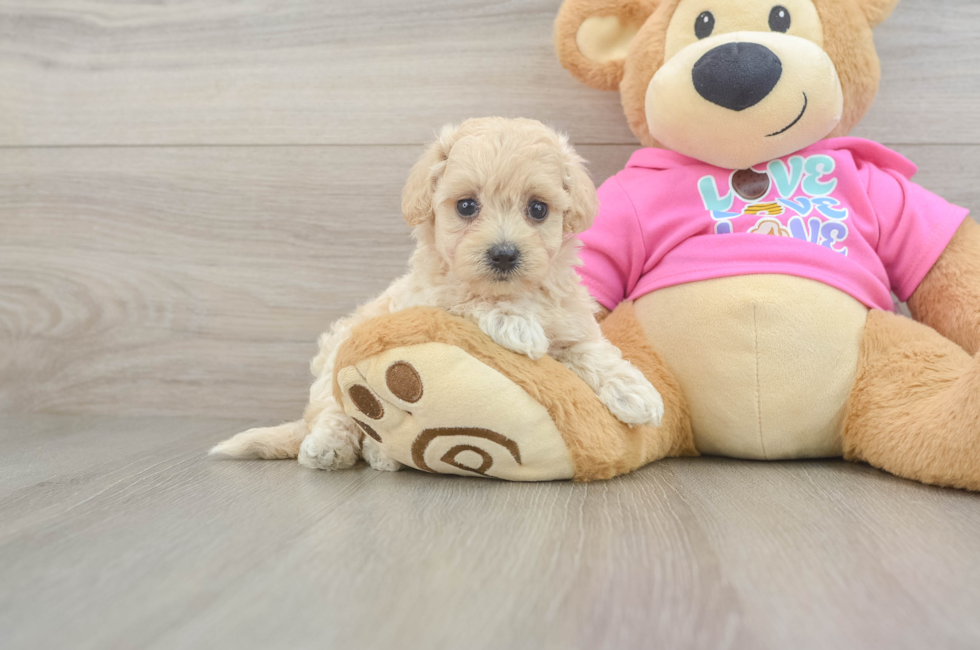 7 week old Maltipoo Puppy For Sale - Fairfield Furbabies