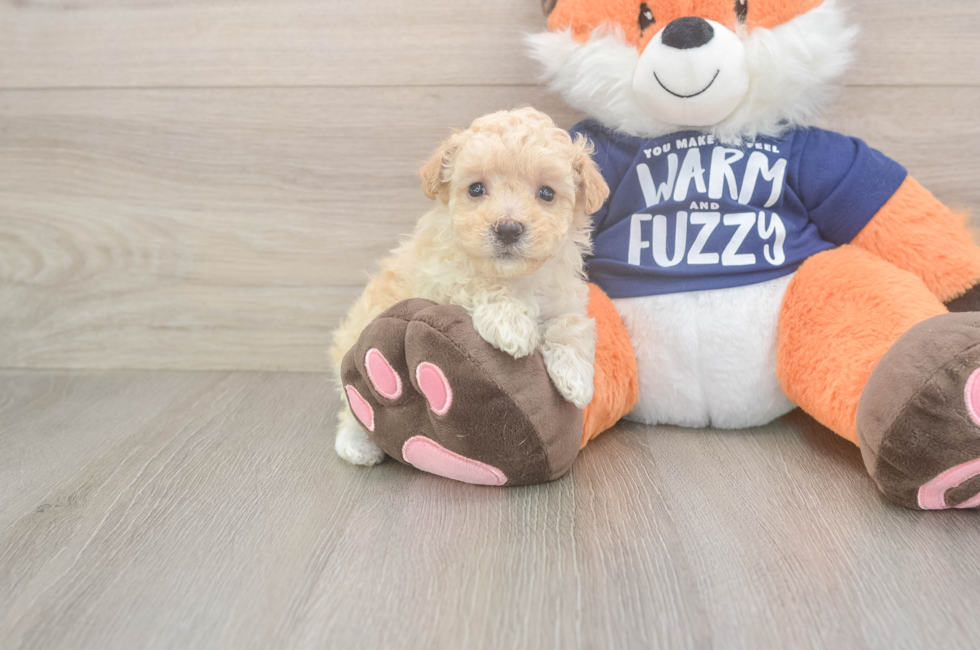 7 week old Maltipoo Puppy For Sale - Fairfield Furbabies