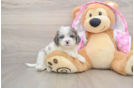 Sweet Maltipoo Baby