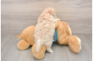 Popular Maltipoo Poodle Mix Pup