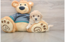 Fluffy Maltipoo Poodle Mix Pup