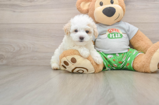 ANGELINA, a Maltipoo littermate