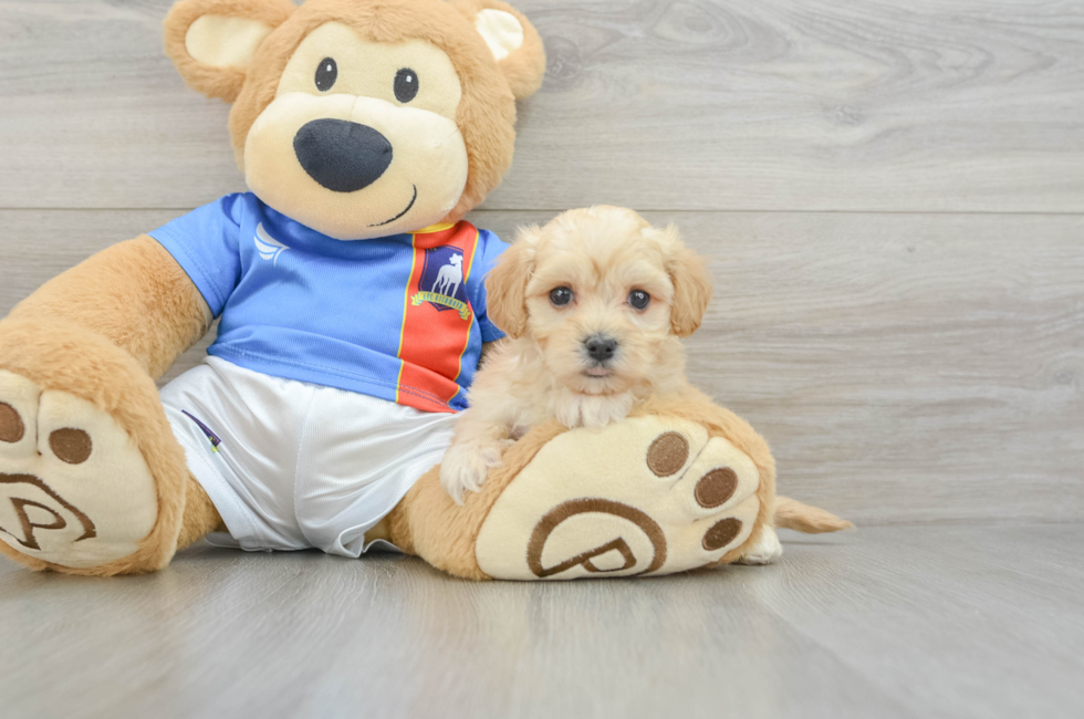 5 week old Maltipoo Puppy For Sale - Fairfield Furbabies