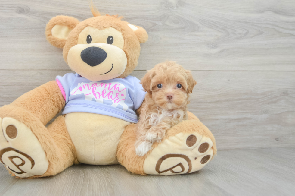 6 week old Maltipoo Puppy For Sale - Fairfield Furbabies