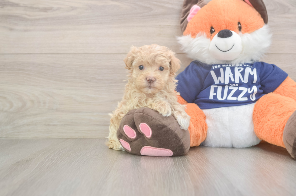 7 week old Maltipoo Puppy For Sale - Fairfield Furbabies