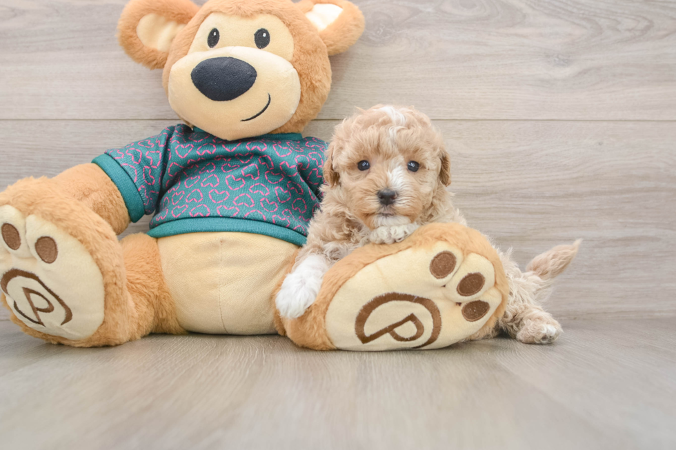 Sweet Maltipoo Baby
