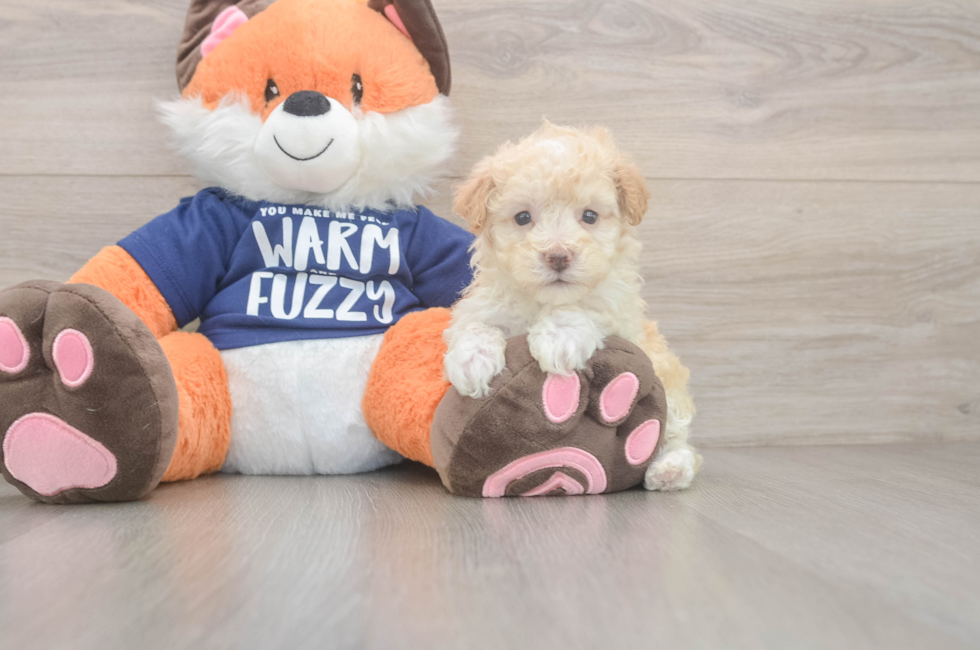 7 week old Maltipoo Puppy For Sale - Fairfield Furbabies