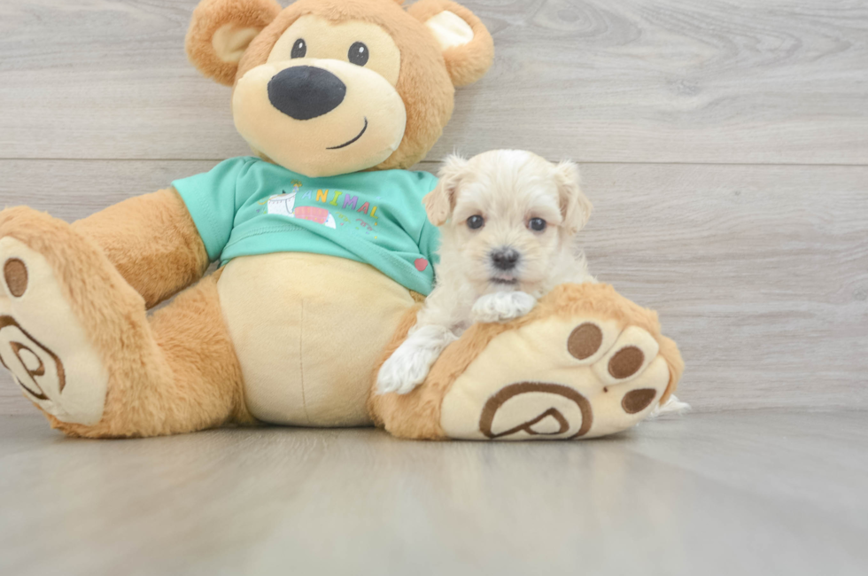 7 week old Maltipoo Puppy For Sale - Fairfield Furbabies