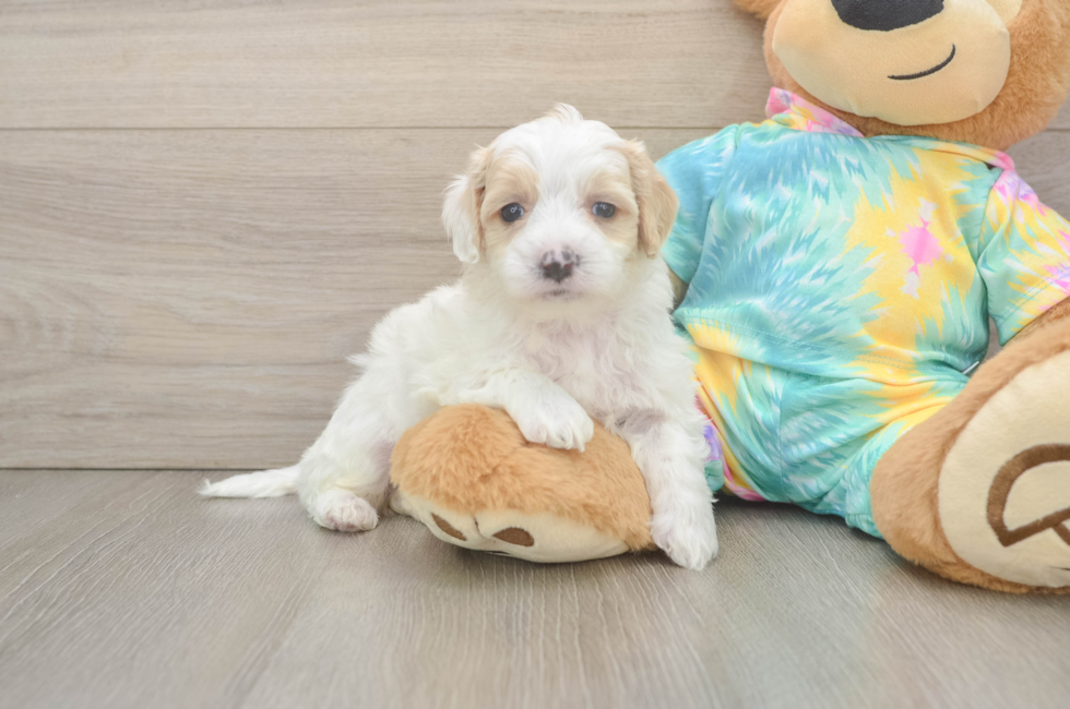 5 week old Maltipoo Puppy For Sale - Fairfield Furbabies
