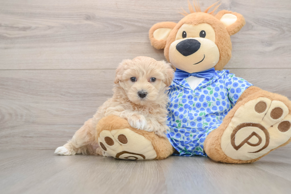 Energetic Maltepoo Poodle Mix Puppy