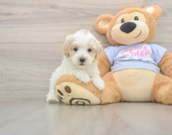 9 week old Maltipoo Puppy For Sale - Fairfield Furbabies